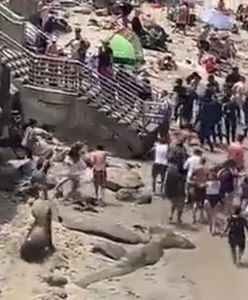 Odpoczywali spokojnie na plaży. Nagle lwy morskie ruszyły w ich stronę [WIDEO]