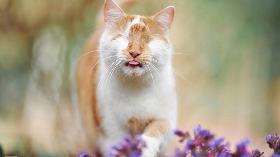 Kazou to kot bez oczu, ale z wielkim sercem 1