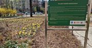 Warszawa: Rośliny zamiast betonu. Studenci odmienili podwórko