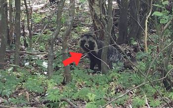 Kogo my tu mamy?". Leśnicy wrzucili zdjęcie. "Gatunek obcy"
