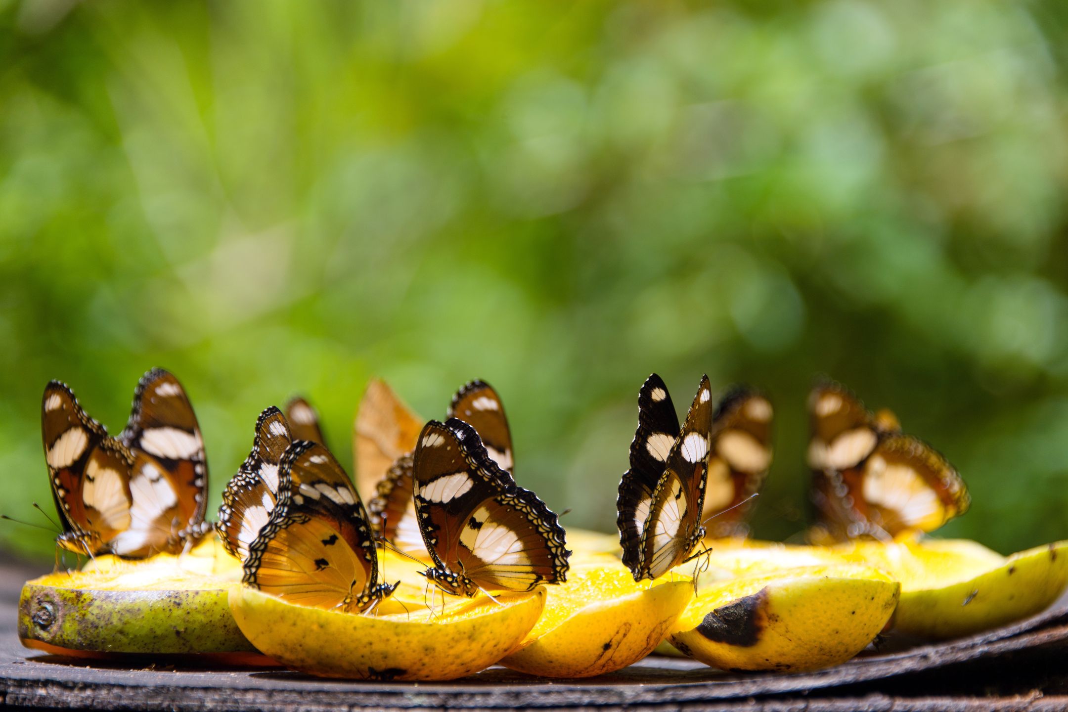 Zanzibar Butterfly Center