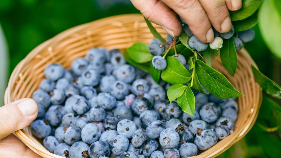 Women's hands picking ripe blueberries. Holding a wicker bowl, full of berries. Blueberry - branches of fresh berries in the garden. Harvesting concept.
agriculture, background, berry, bilberry, blueberries, blueberry, bowl, bush, close up, countryside, farm, farmer, female, fresh, fruit, garden, gardening, green, hand, harvest, harvesting, healthy, heap, leaves, lifestyle, mother, natural, nature, orchard, organic, organic food, outdoors, plantation, ripe, summer, berries, antioxidant, cultivated, vitamins, antioxidants, picked, nutrition, close-up, season, huckleberry, tasty, sweet, ingredient, vegetarian, dessert, agriculture, background, berry, bilberry, blueberries, blueberry, bowl, bush, close up, countryside, farm, farmer, female, fresh, fruit, garden, gardening, green, hand, harvest, harvesting, healthy, heap, leaves, lifestyle, mother, natural, nature, orchard, organic, organic food, outdoors, plantation, ripe, summer, berries, antioxidant, cultivated, vitamins, antioxidants, picked, nutrition, close-up, season, huckleberry, tasty, sweet, ingredient, vegetarian