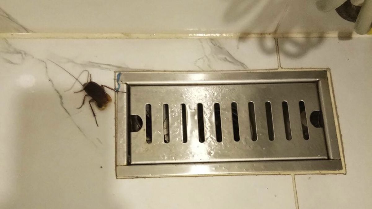 Kobieta zastała na wakacjach inwazję karaluchów