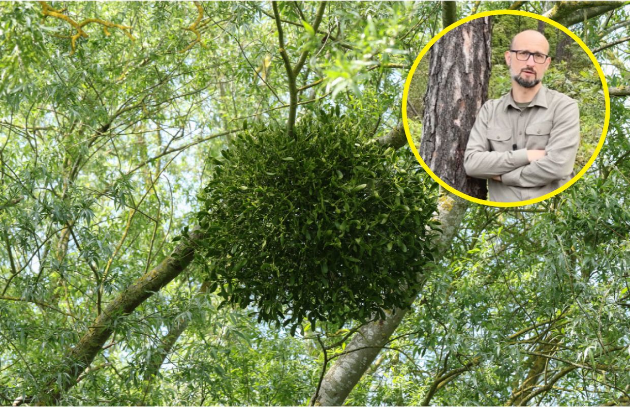 Lubiany pasożyt. Leśnik: "Bardzo poważne zagrożenie dla lasów"