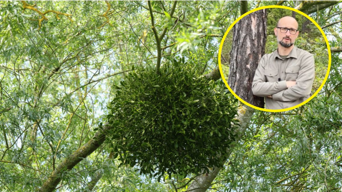 Jemioła to roślina pasożytnicza