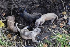 Sochaczew. Kobieta zakopała jednodniowe szczeniaki w ziemi