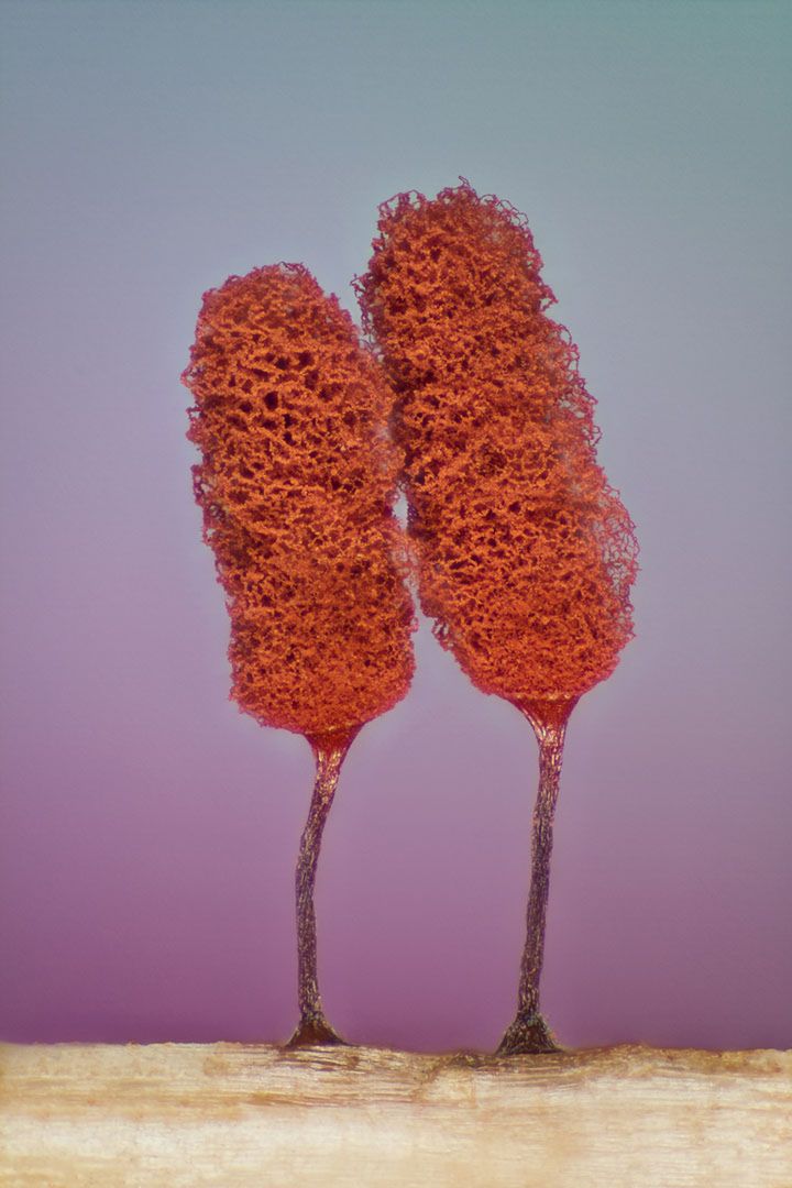Wspaniały świat z bliska, czyli finaliści Nikon’s Small World 2016. Polacy wśród wyróżnionych 19