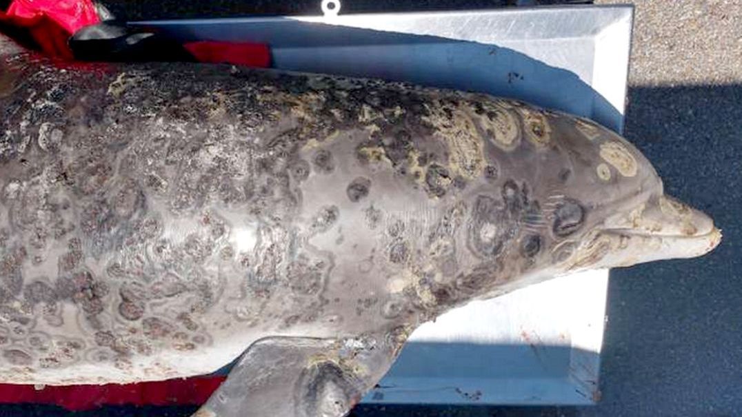 Choroba delfinów. Pokrywa nawet 70 proc. ich skóry