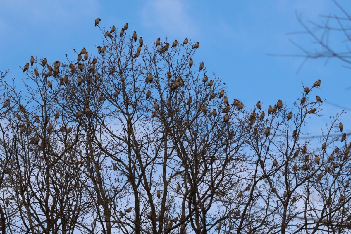 Leśnicy aż przetarli oczy. Obsiadły całe gałęzie. "Prawdziwy nalot"