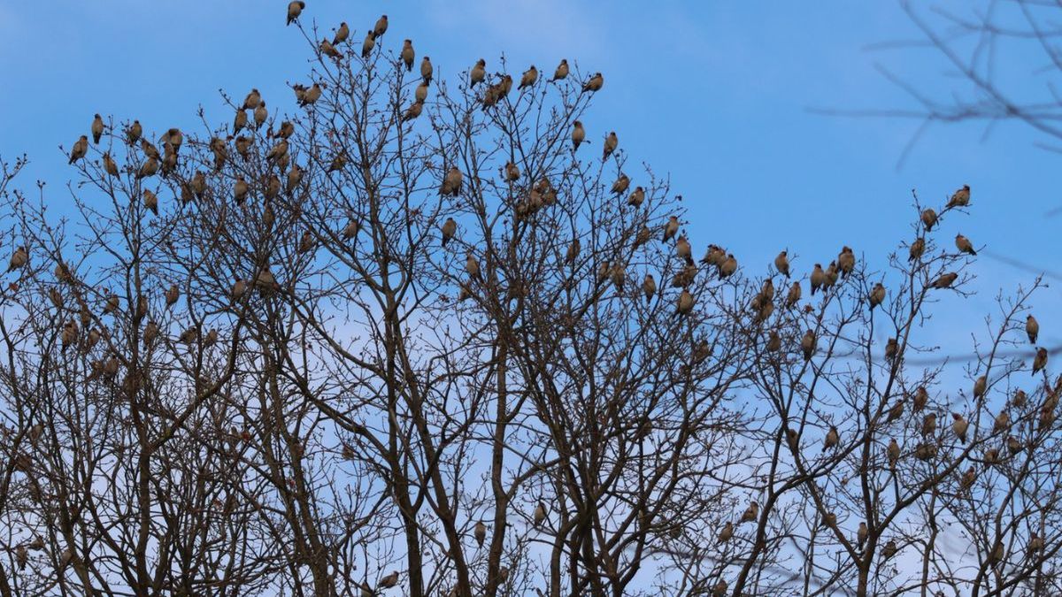 Poranny "nalot" jemiołuszek