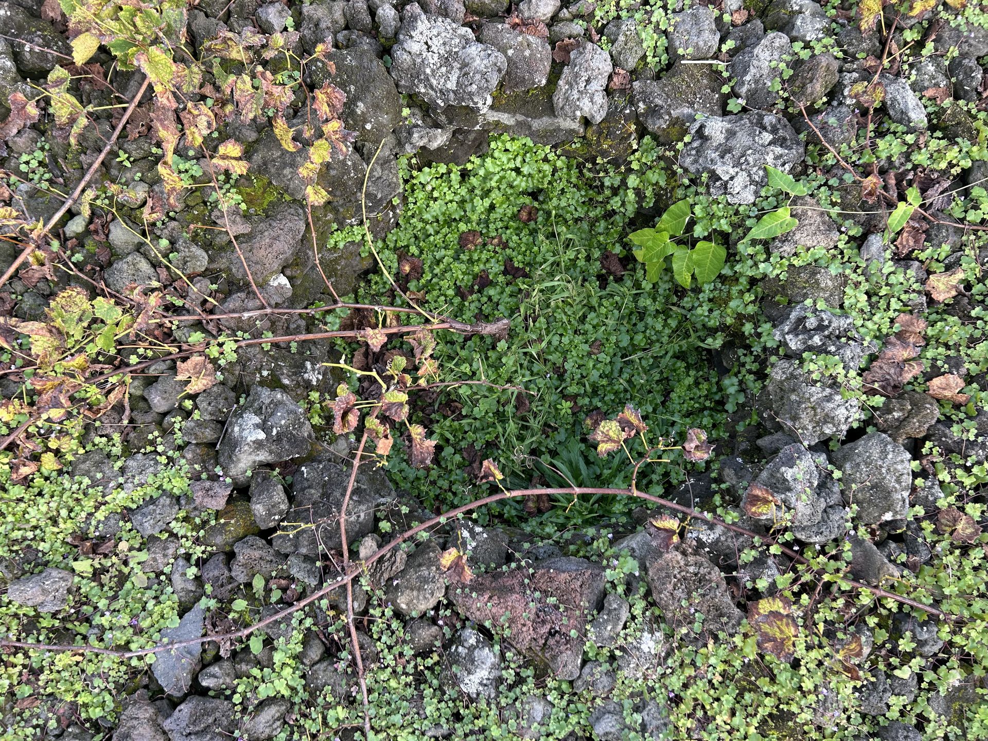 Winorośl uprawiana jest w dołkach chronionych skałą wulkaniczną