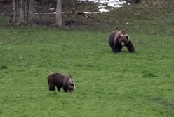 Niedźwiedź już w Zakopanem. Jest nagranie