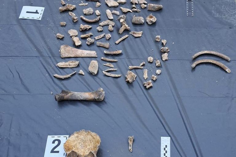Fragmenty znalezionych kości znajdowały się pod chodnikiem w centrum Łodzi