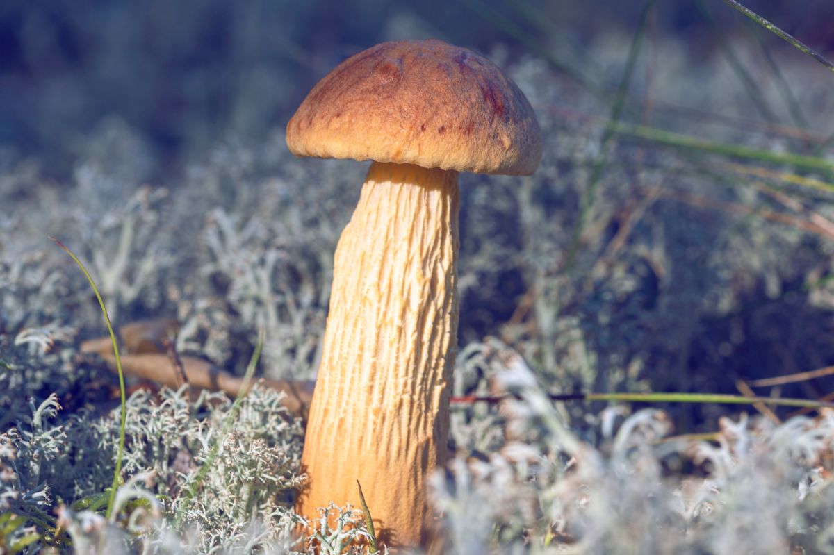 Inwazja borowika amerykańskiego. Czy wygoni nam z lasu inne grzyby?