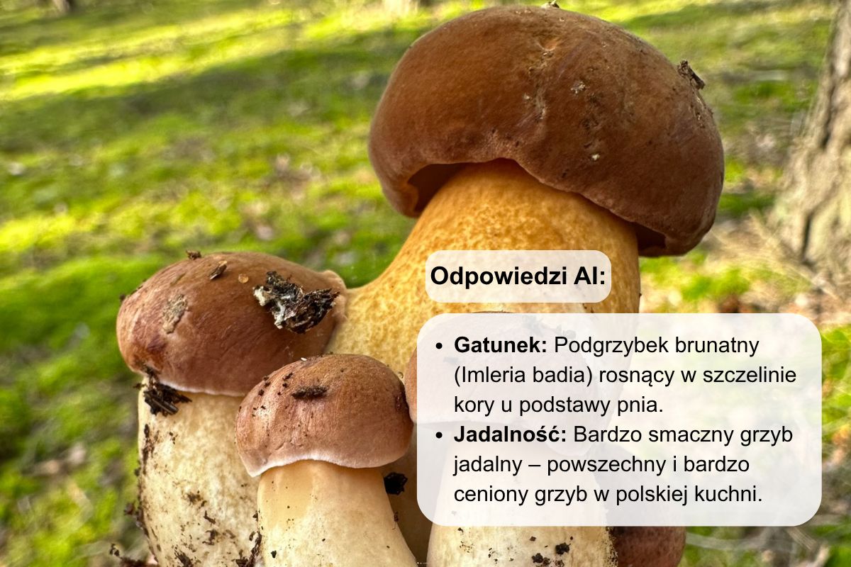 Aktualna, poprawna nazwa to podgrzyb brunatny