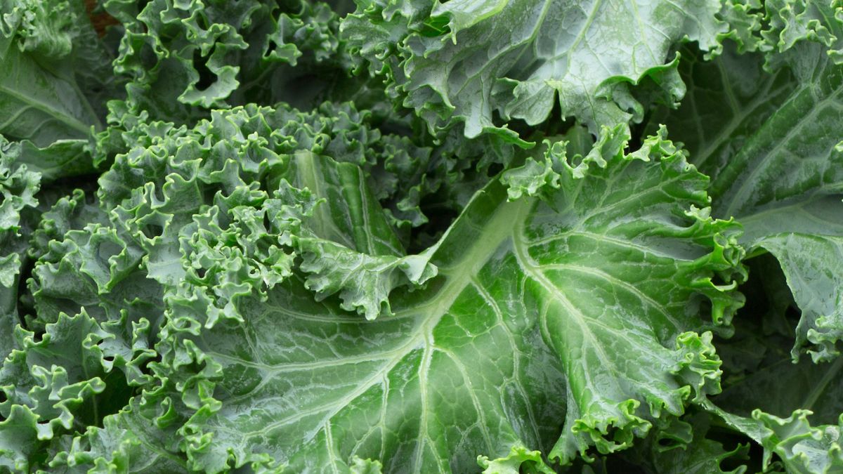 Jarmuż - warzywo o wielu zaletach