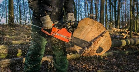 Zakaz wycinki lasów we Wrocławiu i okolicach
