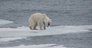 Niedźwiedzie polarne głodują. Przez kryzys klimatyczny mogą zniknąć do 2100 roku