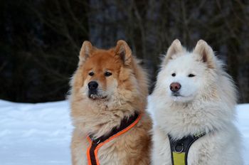 Oto najdroższe rasy psów - w Polsce i na świecie. Za te psy trzeba sporo zapłacić