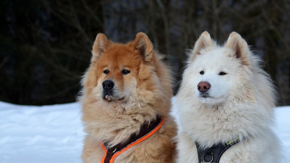 Rasowe psy mogą osiągać bardzo wysokie ceny. Wiele zależy od hodowli, czystości rasy, a także umaszczenia psa lub innych cech wyjątkowych. Na kolejnych zdjęciach zobaczcie jakie psy są najdroższe &gt;&gt;&gt;