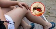 Zagadka rozwiązana. To dlatego komary jednego gryzą, drugiego nie