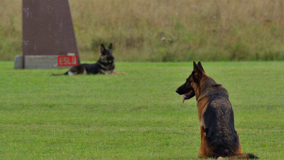 pies policyjny emerytura