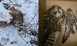 Dramat w lesie pod Grotnikami. Tylko spójrz