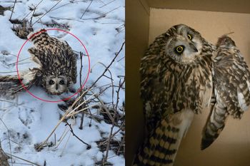 Dramat w lesie pod Grotnikami. Tylko spójrz