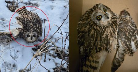 Dramat w lesie pod Grotnikami. Tylko spójrz
