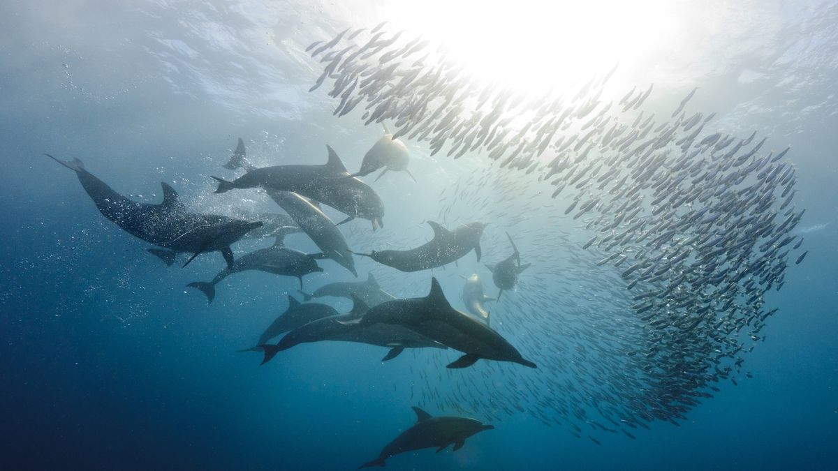 Naukowcy są zaniepokojeni sytuację delfinów 