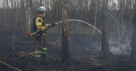 Leśnicy ostrzegają. "Stan rzeczy jest alarmujący"
