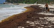 Atak glonów na słynnych plażach. Kurorty mają problem