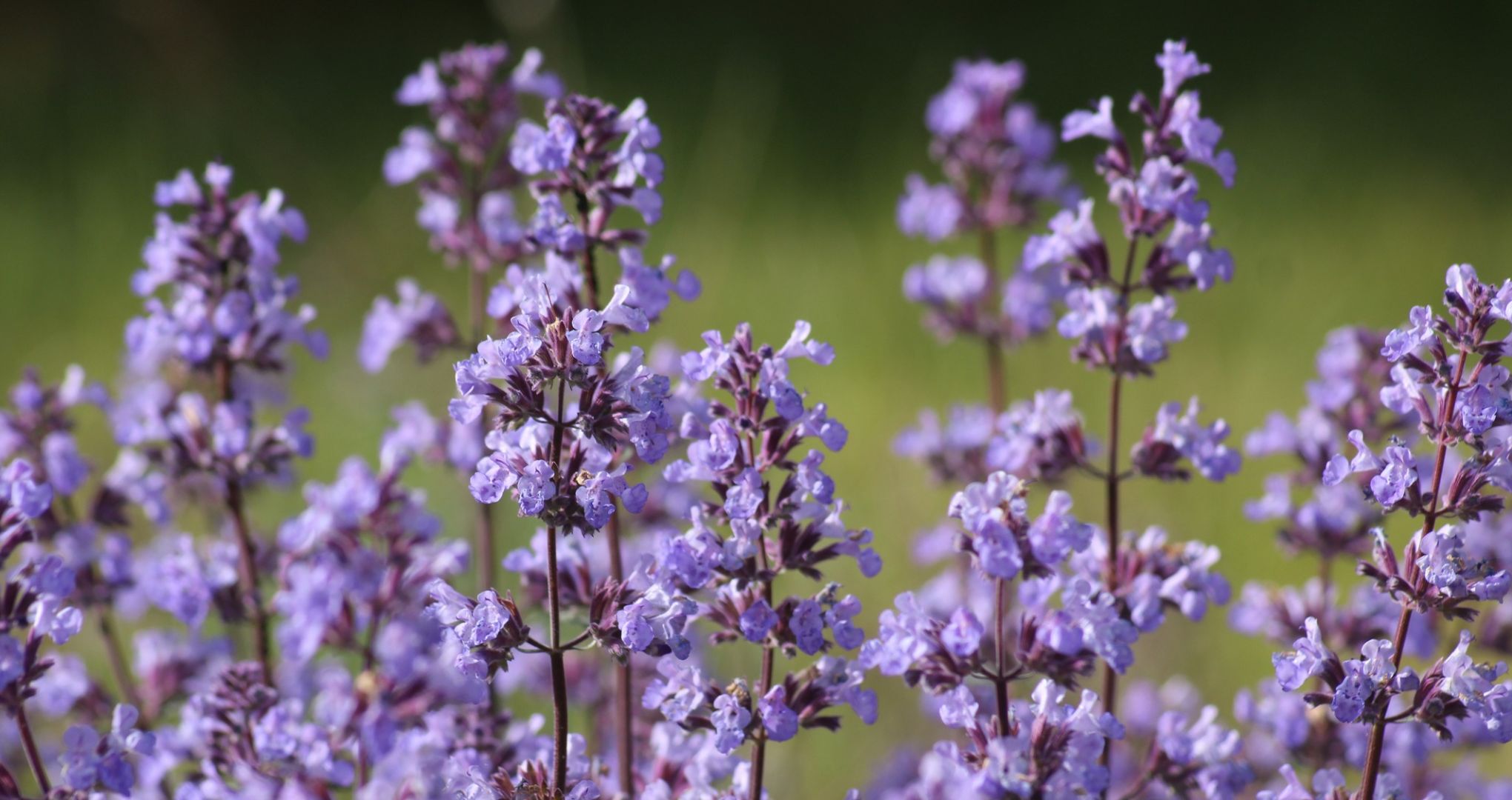 Kocimiętka właściwa (Nepeta cataria) należy do rodziny jasnotowatych, podobnie jak mięta.