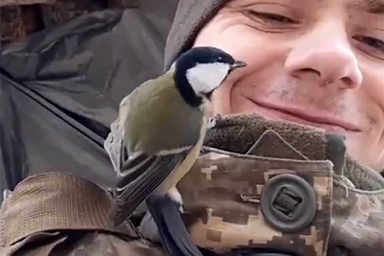 Usiadła na ramieniu ukraińskiego żołnierza. "To symbol nadziei"