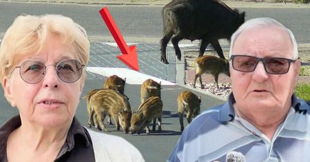 Dziki w Warszawie. Mieszkańcy mają już dość. "Po prostu jest plaga"