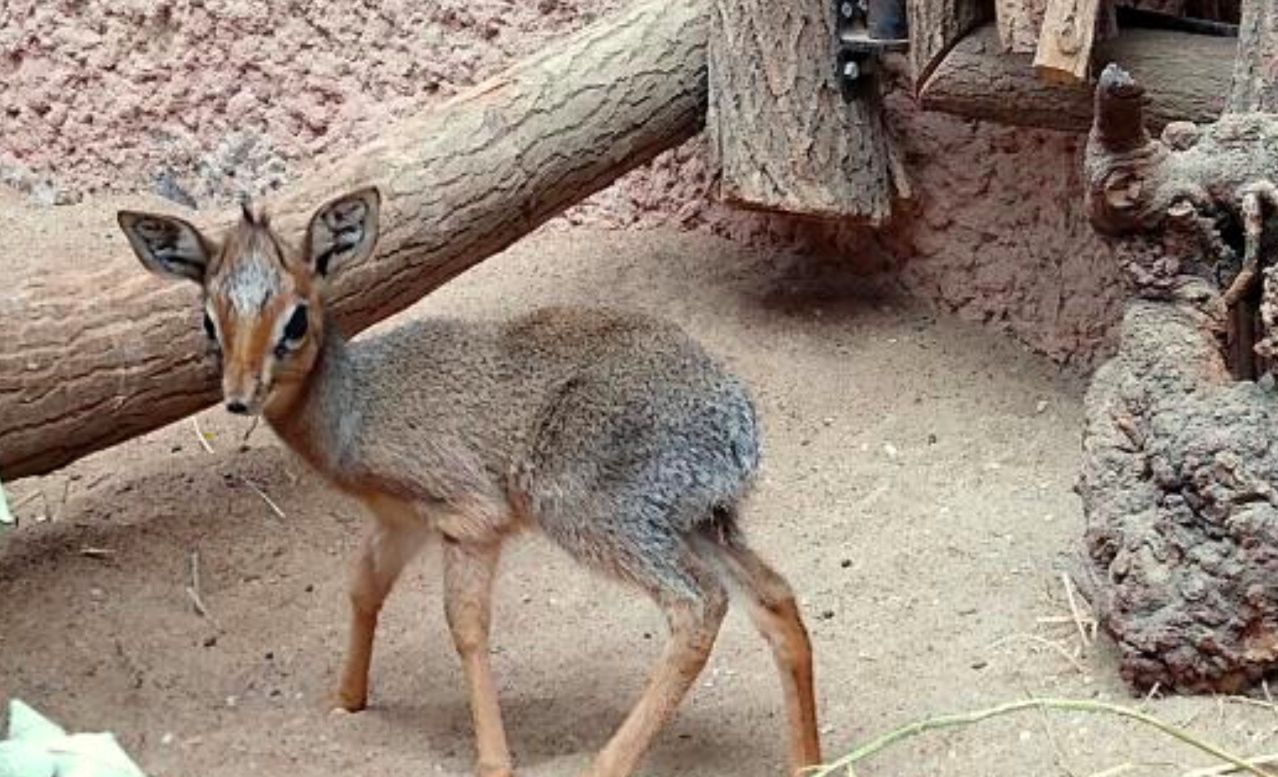 Wrocław. Za brzdącem brzdąc. Baby boom w zoo