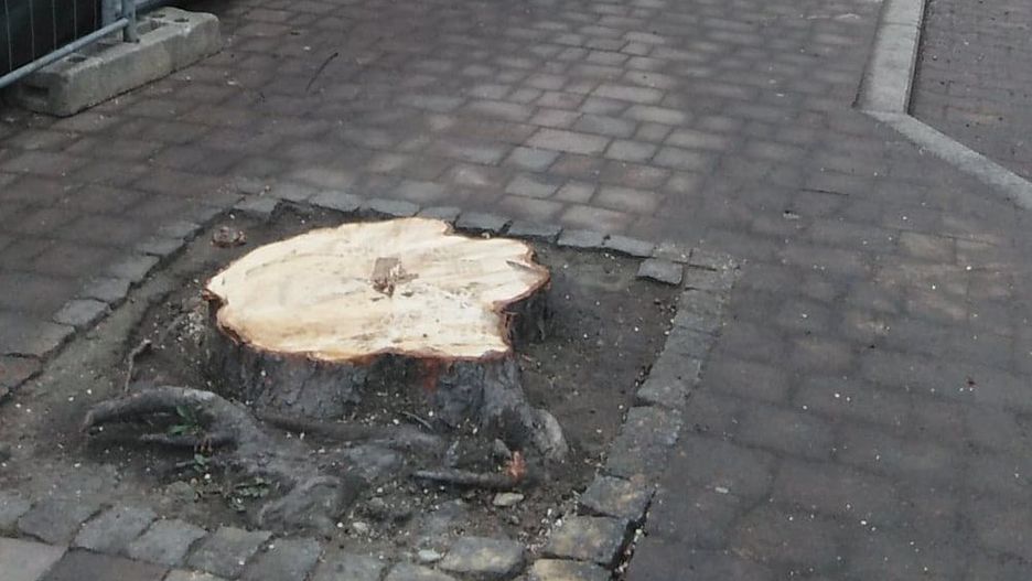 Katowice. Wycinki drzew przy ulicy Raciborskiej dokonał inwestor, firma Activ Investment.