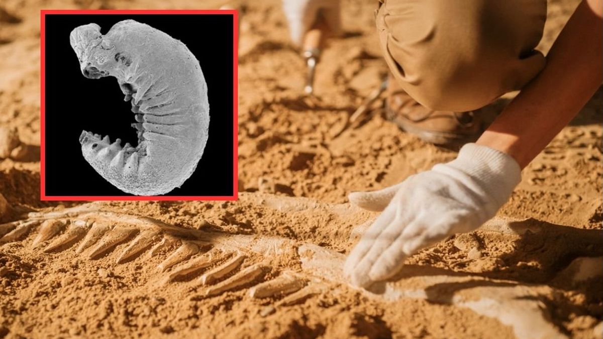 Naukowcy odnaleźli mającą 500 mln lat skamieniałość