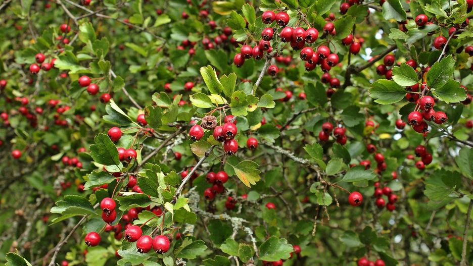 Żywopłot z głogu tworzy trudną do przebycia zaporę
