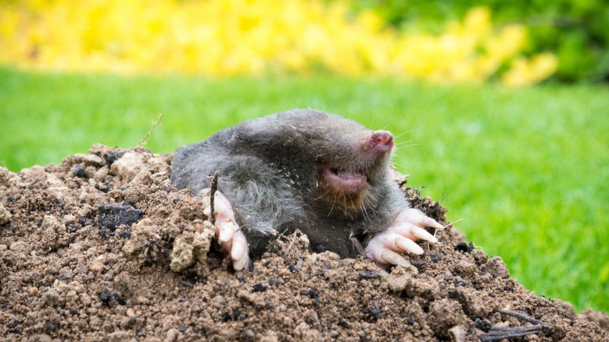 Co przyciąga krety do ogrodu?