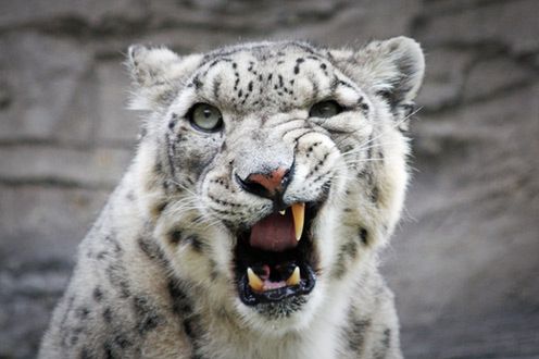 Snow Leopard szybszy od najnowszej Windy