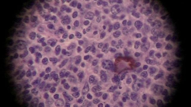 DARPA chce stworzyć biofabryki produkujące sztuczne życie 1