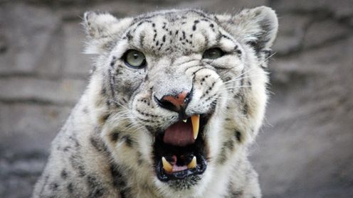 Nikon ciągle nie może dogonić Snow Leoparda 1