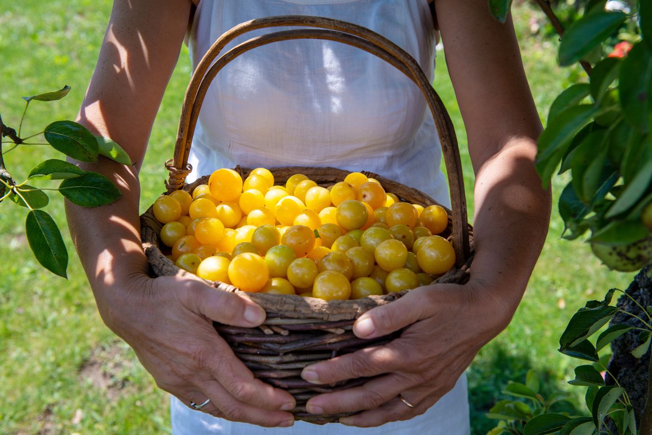 Mirabelle plums: Delicious summer treat with cautionary tales