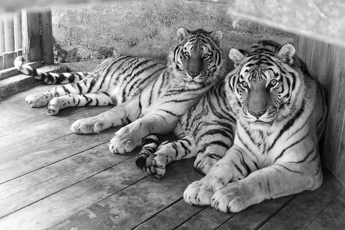 Smutne wieści z gdańskiego zoo. Nie żyje tygrys Dominik