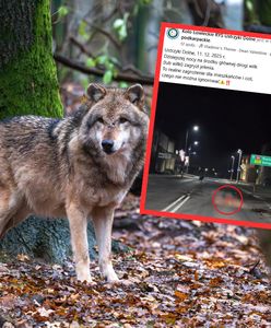 Wilk zagryzł jelenia na środku ulicy. Burmistrz: jesteśmy bezsilni