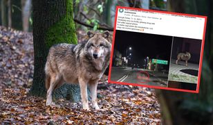 Wilk zagryzł jelenia na środku ulicy. Burmistrz: jesteśmy bezsilni