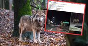 Wilk zagryzł jelenia na środku ulicy. Burmistrz: jesteśmy bezsilni