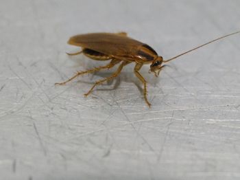 Przedostają się do domów i zakładają gniazda. Reaguj, nim się rozmnożą