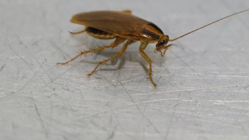 Gdzie w domu może znajdować się gniazdo prusaków?